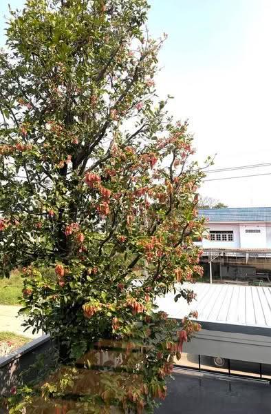 3-BR House, Bangkok, Sala Thammasop, Thawi Watthana, Bangkok, 3 Bedrooms, 350 sqm, Single Detached House For Sale, by Anthea Khwanngam, 500506684 - DDproperty.com