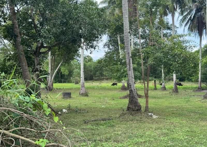 ที่ดินท่างิ้ว นครศรีธรรมราช, นครศรีธรรมราช, ท่างิ้ว, เมืองนครศรีธรรมราช, นครศรีธรรมราช, 7,981 ตร.ม., ที่ดิน ขาย, โดย The Best Property เบล, 500507158 - DDproperty.com