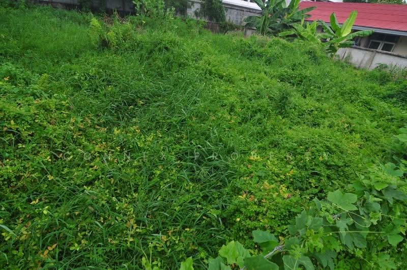 Land of sukhontee village, Bangkok, ลาดปลาเค้า, Anusaowari, Bang Khen, Bangkok, , 312 sqm, Land For Sale, by Connex Property, 500508783 - DDproperty.com