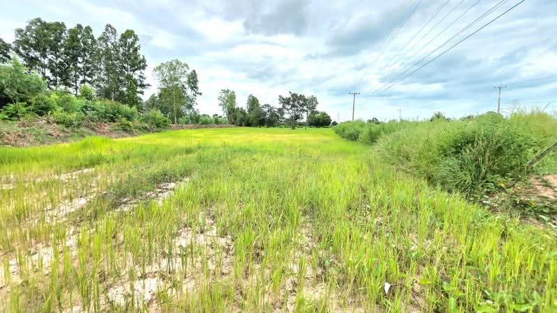 ที่ดินนาดูน มหาสารคาม, Maha Sarakham, Nong Phai, Na Dun, Maha Sarakham, , 10,000 sqm, Land For Sale, by The Best Property ทองใบ, 500509463 - DDproperty.com