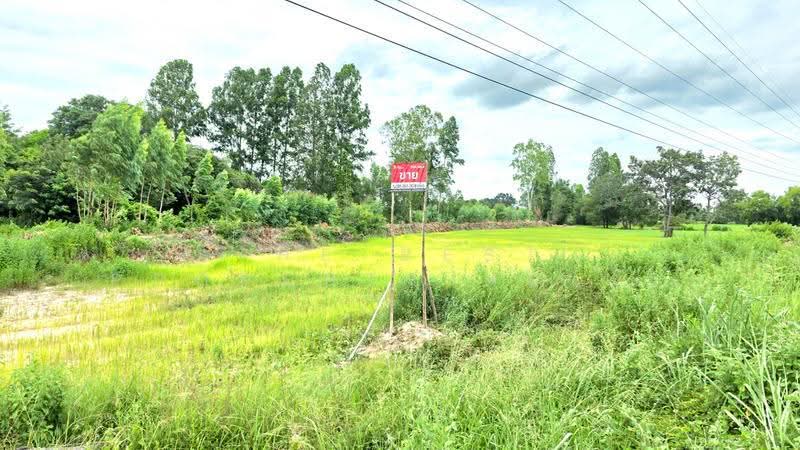 ที่ดินนาดูน มหาสารคาม, มหาสารคาม, หนองไผ่, นาดูน, มหาสารคาม, 10,000 ตร.ม., ที่ดิน ขาย, โดย The Best Property ทองใบ, 500509463 - DDproperty.com