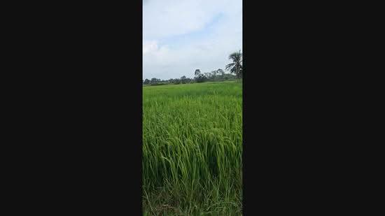 Vacant Land Ongkharak District, Nakhon Nayok 350-3-79Rais Urgent Sale 400,000 Baht per Rai, Nakhon Nayok, Srisa Krabu, Ongkharak, Nakhon Nayok, , 561,516 sqm, Land For Sale, by Surasak Satho, 500511659 - DDproperty.com