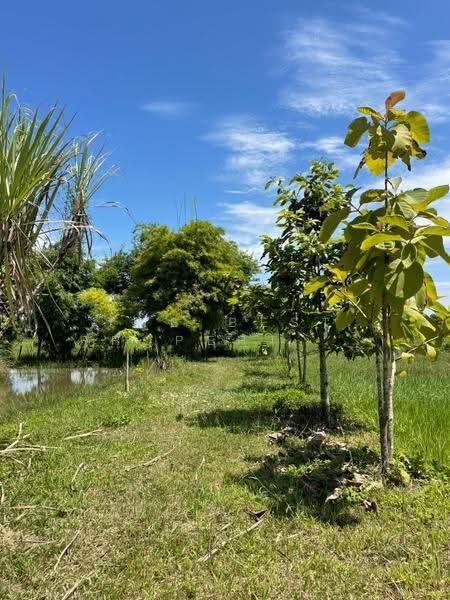 บ้านเดี่ยวพร้อมที่ดินเทิง เชียงราย, Chiang Rai, Ngiu, Thoeng, Chiang Rai, , 15,849 sqm, Land For Sale, by The Best Property ไนล์, 500511899 - DDproperty.com