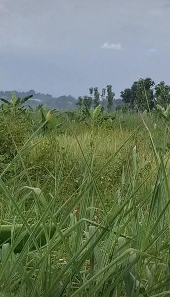 ที่ดินเทิง เชียงราย, Chiang Rai, Wiang, Thoeng, Chiang Rai, , 3,580 sqm, Land For Sale, by The Best Property   ไนล์, 500512740 - DDproperty.com