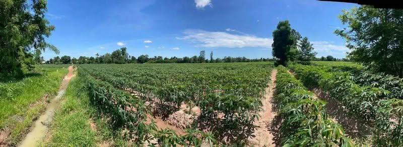 แบ่งให้เช่า ที่ดิน 3 ไร่ วิวสวนมันสำปะหลัง ใกล้โรงเรียนและโรงพยาบาลไพศาลี อ.ไพศาลี จ.นครสวรรค์, นครสวรรค์, ไพศาลี, นครสวรรค์, 4,800 ตร.ม., ที่ดิน ให้เช่า, โดย คุณสีฝุ่น, 500513313 - DDproperty.com