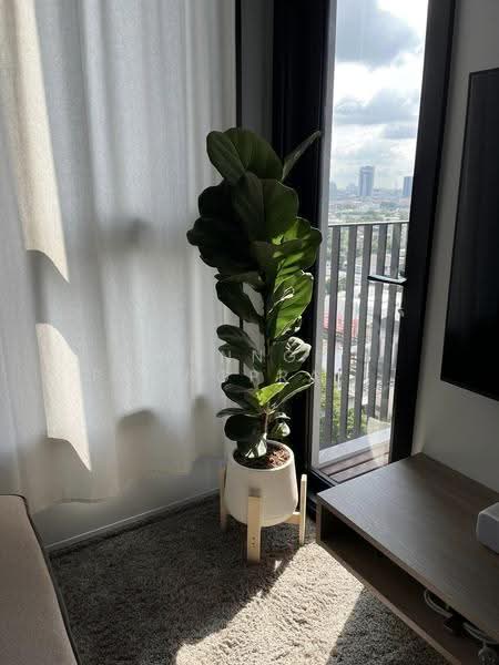 XT Ekkamai, Bangkok, 259 Soi Sukhumvit 63, Khlong Tan Nua, Watthana, Bangkok, 1 Bedroom, 30 sqm, Condo For Sale, by Sannop Phongpraphan, 500515254 - DDproperty.com