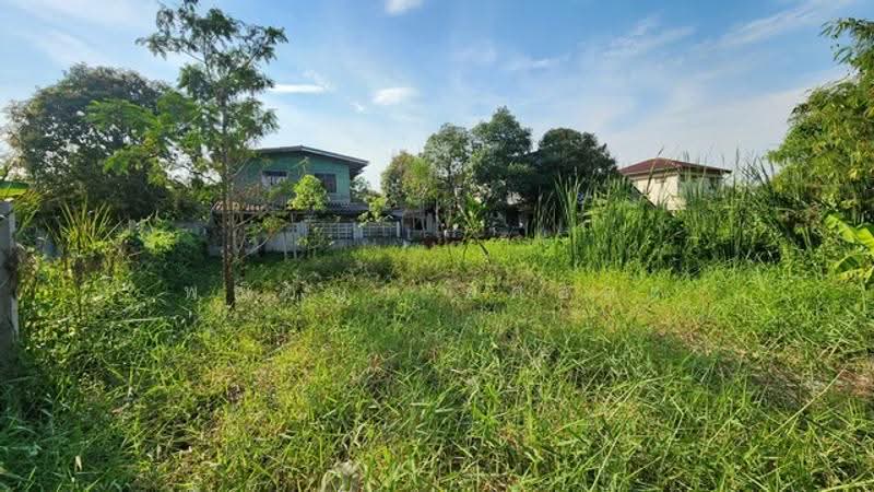ไม่พบโครงการ, ปทุมธานี, , ลำผักกูด, ธัญบุรี, ปทุมธานี, 200 ตร.ม., ที่ดิน ขาย, โดย พณิชญา ยศสละ, 500515368 - DDproperty.com