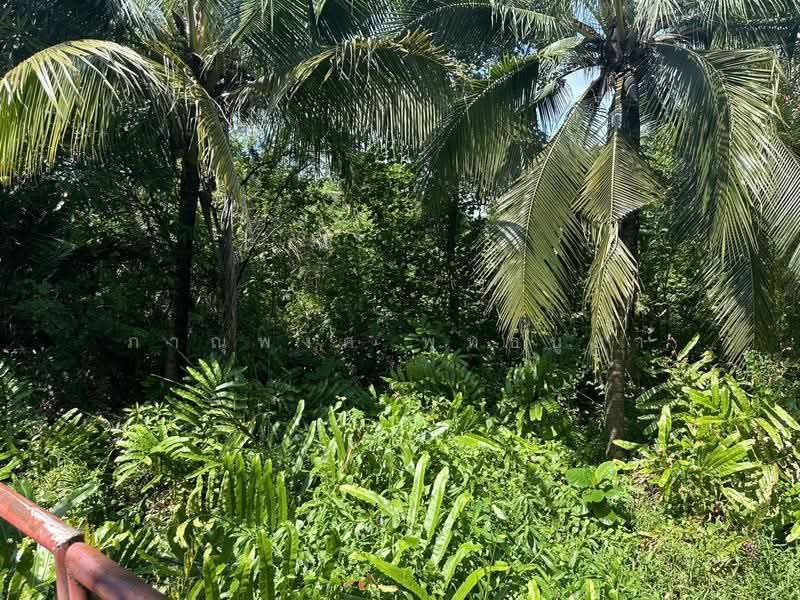 ที่ดินให้ใช้ฟรีเพื่อการเกษตร, Samut Prakan, Bang Nam Phang, Phra Pra Daeng, Samut Prakan, , 18,400 sqm, Land For Rent, by ภาณุพงศ์ พุทธบูชา, 500515720 - DDproperty.com