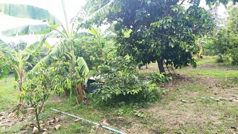 ที่ดินหนองจอก กรุงเทพมหานคร, กรุงเทพ, คลองสิบสอง, หนองจอก, กรุงเทพ, 2,128 ตร.ม., ที่ดิน ขาย, โดย The Best Property นิ, 500515737 - DDproperty.com