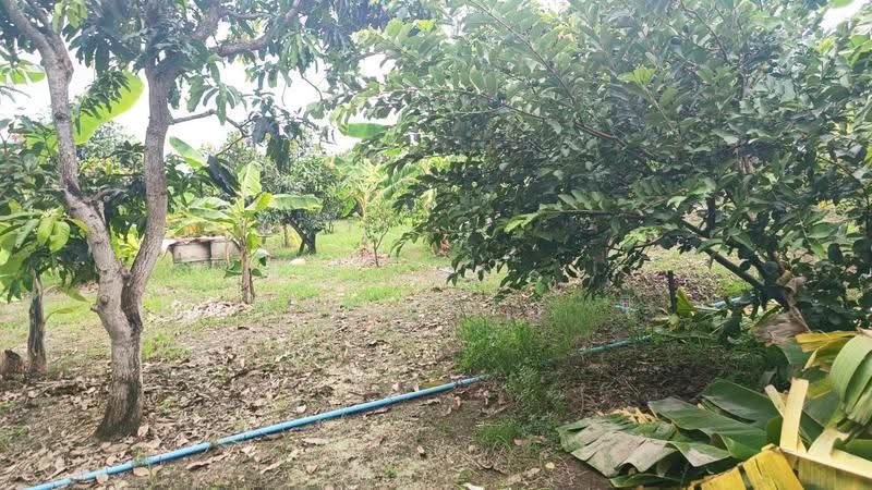 ที่ดินหนองจอก กรุงเทพมหานคร, กรุงเทพ, คลองสิบสอง, หนองจอก, กรุงเทพ, 2,128 ตร.ม., ที่ดิน ขาย, โดย The Best Property นิ, 500515737 - DDproperty.com