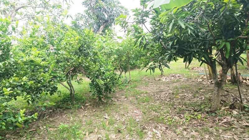 ที่ดินหนองจอก กรุงเทพมหานคร, กรุงเทพ, คลองสิบสอง, หนองจอก, กรุงเทพ, 2,128 ตร.ม., ที่ดิน ขาย, โดย The Best Property นิ, 500515737 - DDproperty.com
