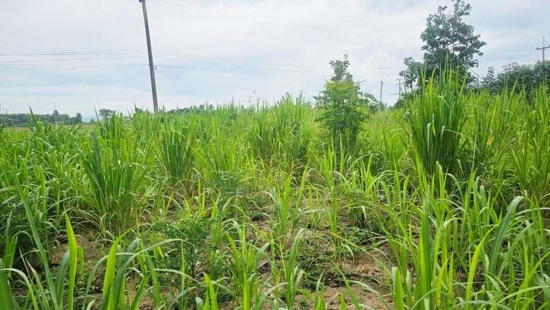 ที่ดินสวนผึ้ง ราชบุรี, Ratchaburi, Tha Khoei, Suan Phung, Ratchaburi, , 7,092 sqm, Land For Sale, by The Best Property นุ๊บ, 500515785 - DDproperty.com