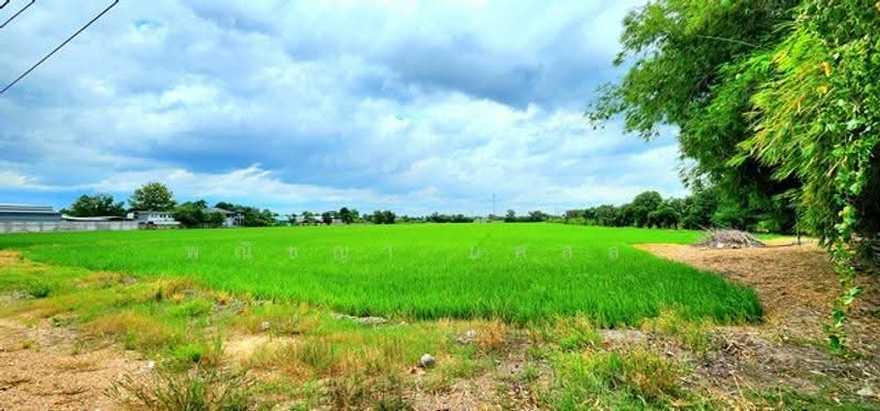 ไม่พบโครงการ, Pathum Thani, , Rangsit, Thanyaburi, Pathum Thani, , 64,980 sqm, Land For Sale, by Phanitchaya Yossala, 500516183 - DDproperty.com
