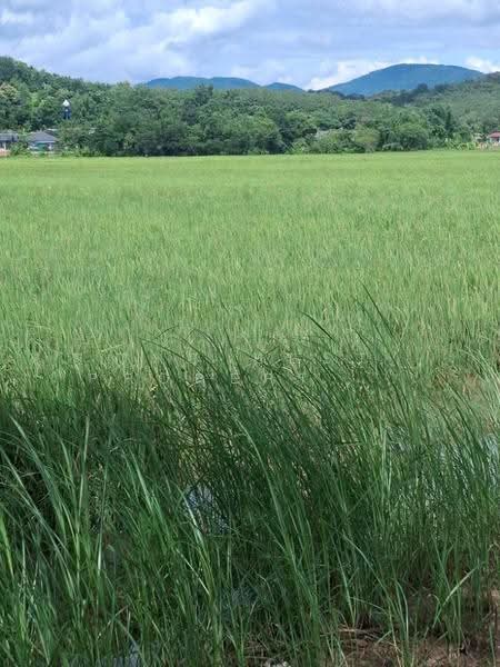 ที่ดินเวียงเชียงรุ้ง เชียงราย, Chiang Rai, Dong Mahawan, Wieng Chiang Rung, Chiang Rai, , 32,252 sqm, Land For Sale, by The Best Property ไนล์, 500516506 - DDproperty.com