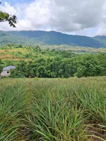 ที่ดินท่าสุด เชียงราย, เชียงราย, ท่าสุด, เมืองเชียงราย, เชียงราย, 8,000 ตร.ม., ที่ดิน ขาย, โดย The Best Property ไนล์, 500516520 - DDproperty.com