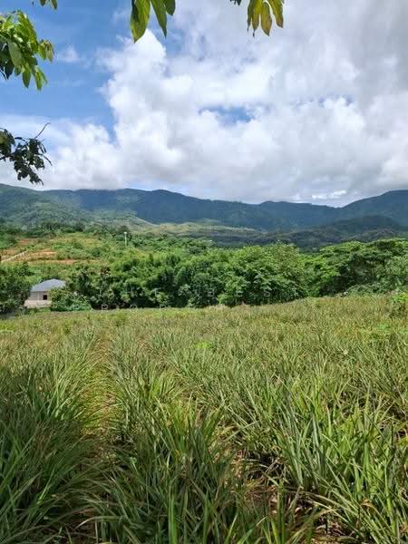 ที่ดินท่าสุด เชียงราย, เชียงราย, ท่าสุด, เมืองเชียงราย, เชียงราย, 8,000 ตร.ม., ที่ดิน ขาย, โดย The Best Property ไนล์, 500516520 - DDproperty.com