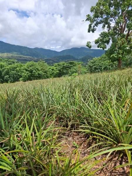 ที่ดินท่าสุด เชียงราย, Chiang Rai, Tha Sud, Muang Chiang Rai, Chiang Rai, , 8,000 sqm, Land For Sale, by The Best Property ไนล์, 500516520 - DDproperty.com