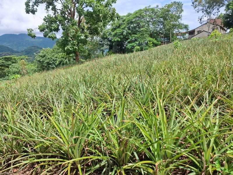ที่ดินท่าสุด เชียงราย, เชียงราย, ท่าสุด, เมืองเชียงราย, เชียงราย, 8,000 ตร.ม., ที่ดิน ขาย, โดย The Best Property ไนล์, 500516520 - DDproperty.com