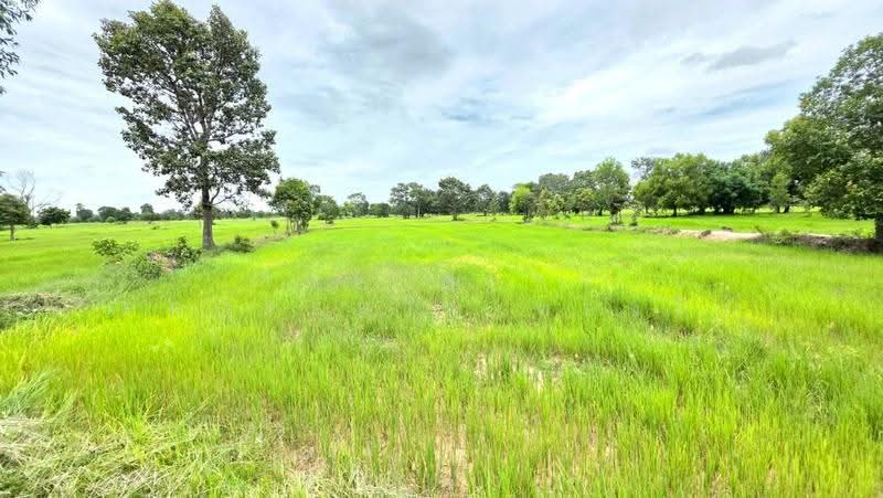 ที่ดินนาดูน มหาสารคาม, Maha Sarakham, Nong Phai, Na Dun, Maha Sarakham, , 37,464 sqm, Land For Sale, by The Best Property ทองใบ, 500516849 - DDproperty.com