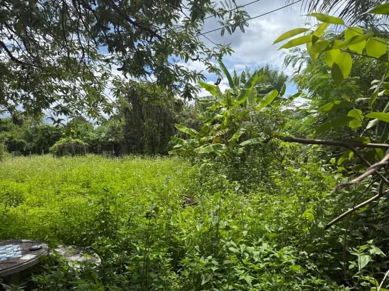 ที่ดินแม่วาง เชียงใหม่, Chiang Mai, Don Pao, Mae Wang, Chiang Mai, , 956 sqm, Land For Sale, by The Best Property บอย, 500516988 - DDproperty.com