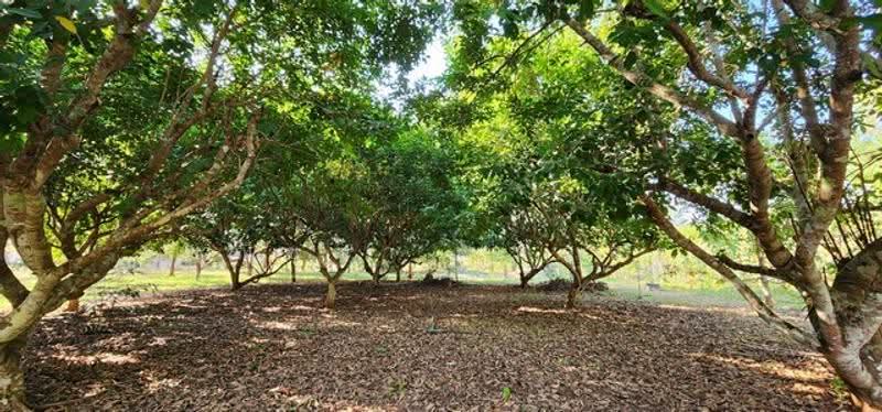 ไม่พบโครงการ, Kanchanaburi, , Hin Dat, Thong Pha Phum, Kanchanaburi, , 37,232 sqm, Land For Sale, by Phanitchaya Yossala, 500517030 - DDproperty.com
