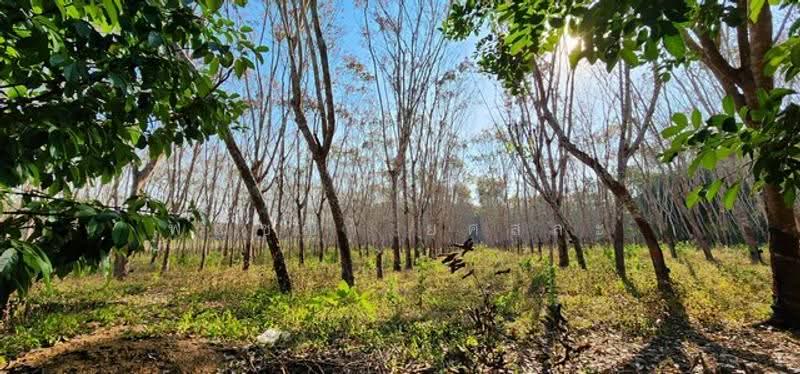 ไม่พบโครงการ, Kanchanaburi, , Hin Dat, Thong Pha Phum, Kanchanaburi, , 37,232 sqm, Land For Sale, by Phanitchaya Yossala, 500517030 - DDproperty.com