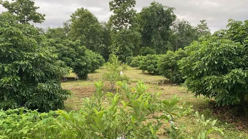 Land in Doi Saket, Chiang Mai, Mae Pong, Doi Saket, Chiang Mai, , 5,412 sqm, Land For Sale, by Shori Asset Group Co., Ltd., 500517560 - DDproperty.com