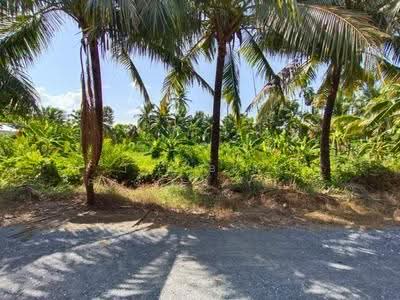ขาย - ที่ดินสามพราน นครปฐม, นครปฐม