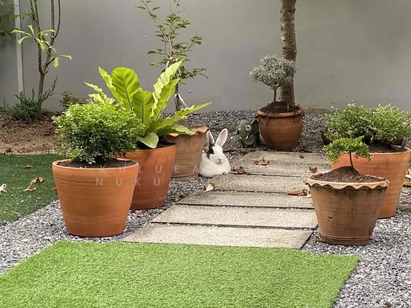 undefined, Bangkok, Bang Wa, Phasi Charoen, Bangkok, 3 Bedrooms, 150 sqm, Townhouse For Rent, by Khlueanphon Nukulsirisak, 500518614 - DDproperty.com