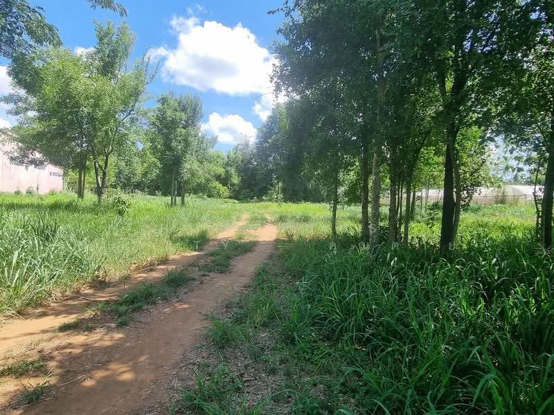 1 Rai 35 Sq.W. (435 Sq.W.) on Ban Rai Road, Nong Sarai, Pak Chong, Nakhon Ratchasima, ทางหลวงพิเศษหมายเลข6, Khanong Phra, Pak Chong, Nakhon Ratchasima, , 1,740 sqm, Land For Sale, by HOMEPLUS REALTY - คุณต่าย, 500519905 - DDproperty.com