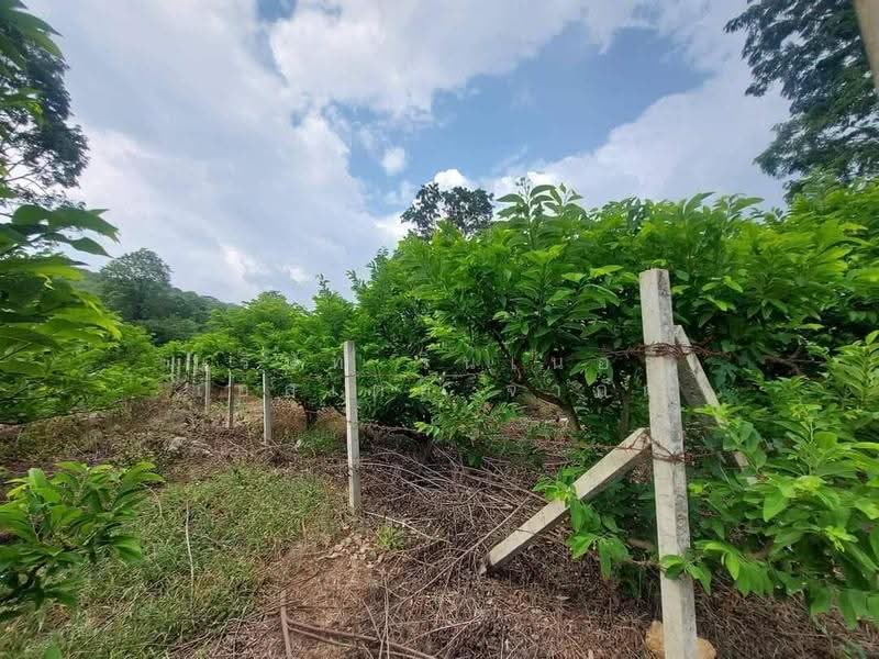 Land for Sale in Pak Chong, Nakhon Ratchasima, Wang Zai, Pak Chong, Nakhon Ratchasima, , 12,724 sqm, Land For Sale, by Mint Estate, 500520675 - DDproperty.com
