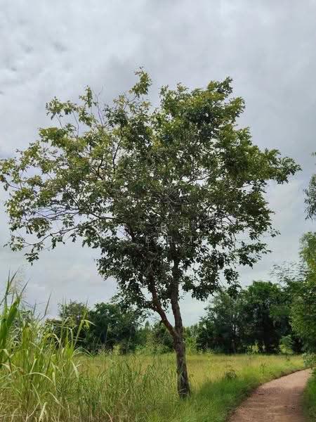 ที่ดินบรรพตพิสัย นครสวรรค์, นครสวรรค์, หนองกรด, บรรพตพิสัย, นครสวรรค์, 41,172 ตร.ม., ที่ดิน ขาย, โดย The Best Property ลูกปัด, 500520736 - DDproperty.com