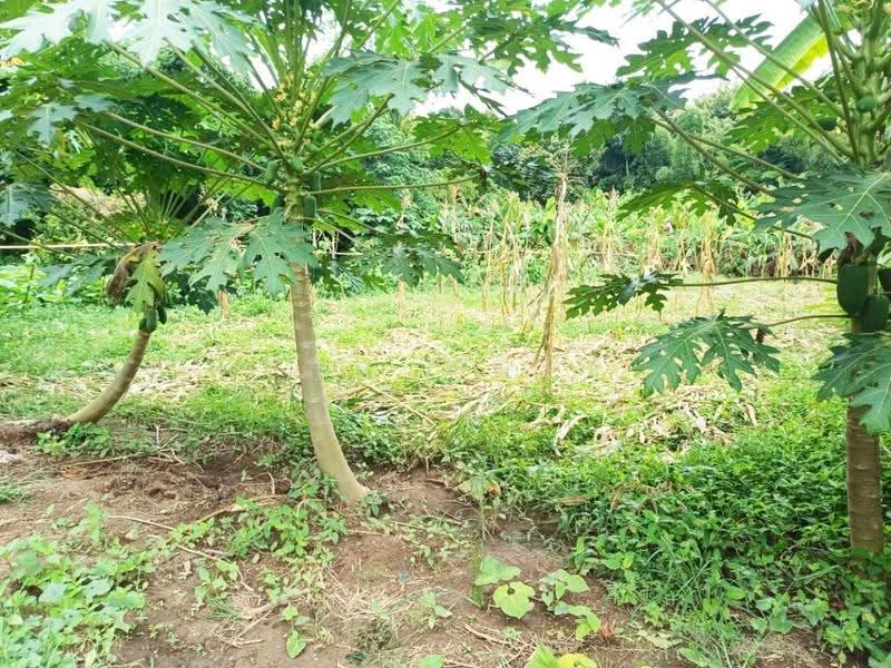 ที่ดินย่านยาว พิจิตร, Phichit, Yan Yao, Muang Phichit, Phichit, , 1,200 sqm, Land For Sale, by The Best Property อ้อ, 500520890 - DDproperty.com