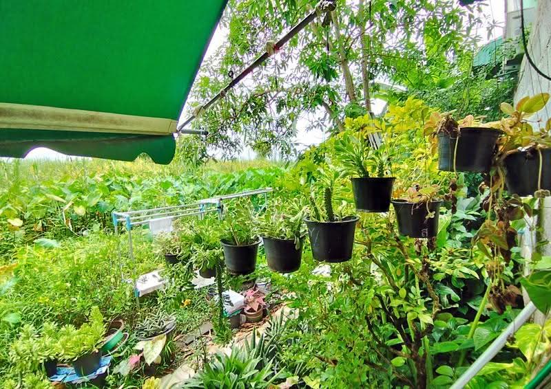 Moobaan Narisara Rangsit-Khlong 11 : หมู่บ้าน นริศรา รังสิต-คลอง 11, ปทุมธานี, ถ.รังสิต-นครนายก คลอง 11, บึงน้ำรักษ์, ธัญบุรี, ปทุมธานี, 100 ตร.ม., บ้านเดี่ยว ขาย, โดย The Best Property บอส, 500521073 - DDproperty.com
