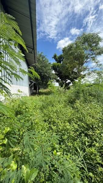 ที่ดินพร้อมสิ่งปลูกสร้างพนัสนิคม ชลบุรี, Chon Buri (Pattaya), Nong Hiang, Phanat Nikhom, Chon Buri (Pattaya), , 1,600 sqm, Land For Sale, by The Best Property เก๋, 500521121 - DDproperty.com