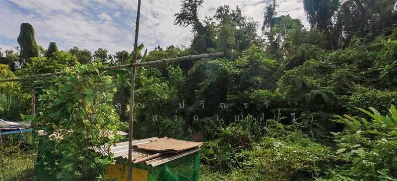 ที่ดินเปล่า 1071 ตร.ว. ที่ดิน ซอยแจ่มสุข ถนนรังสิต-ปทุมธานี, ปทุมธานี, ถนนรังสิต-ปทุมธานี, สวนพริกไทย, เมืองปทุมธานี, ปทุมธานี, 4,284 ตร.ม., ที่ดิน ขาย, โดย คุณ ปวีณรา กระแสร์ฉาย (วี), 500522463 - DDproperty.com