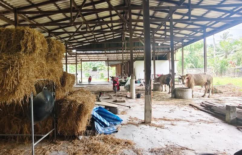 ที่ดินพร้อมสิ่งปลูกสร้างหัวไทร นครศรีธรรมราช, นครศรีธรรมราช, บ้านราม, หัวไทร, นครศรีธรรมราช, 2,984 ตร.ม., ที่ดิน ขาย, โดย The Best Property นัท, 500522973 - DDproperty.com