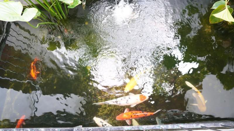 Pool Villa House Sukhumvit 23, Bangkok, สุขุมวิท23, Khlong Tan Nua, Watthana, Bangkok, 6 Bedrooms, 1,000 sqm, Single Detached House For Rent, by Miss Nana, 500523812 - DDproperty.com