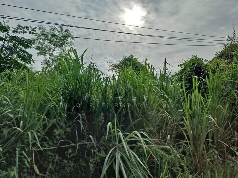 ที่ดินโพทะเล พิจิตร, Phichit, Thai Nam, Pho Thale, Phichit, , 3,156 sqm, Land For Sale, by The Best Property อ้อ, 500525275 - DDproperty.com