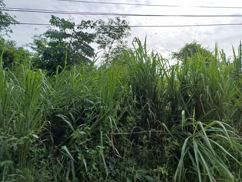 ที่ดินโพทะเล พิจิตร, Phichit, Thai Nam, Pho Thale, Phichit, , 3,156 sqm, Land For Sale, by The Best Property อ้อ, 500525275 - DDproperty.com