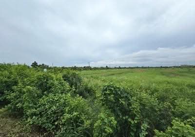 ขาย - ที่ดินบางคล้า ฉะเชิงเทรา, ฉะเชิงเทรา