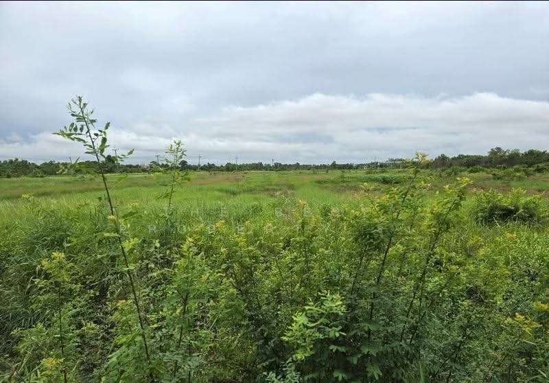 ที่ดินบางคล้า ฉะเชิงเทรา, Chachoengsao, Pak Nam, Bang Khla, Chachoengsao, , 39,516 sqm, Land For Sale, by The Best Property รุ้ง, 500525760 - DDproperty.com
