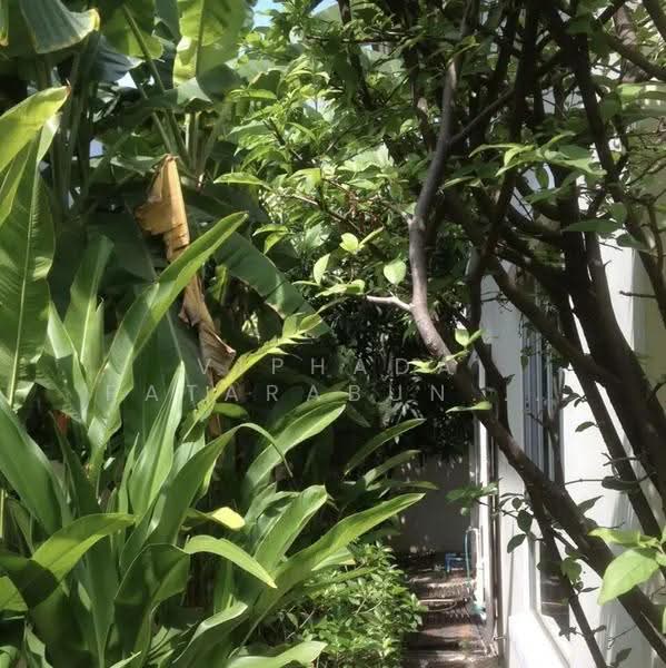 Chaiyapruek Petchkasem 81, Bangkok, Soi Petchkasem 81 Petchkasem Road, Nong Kang Plu, Nong Khaem, Bangkok, 3 Bedrooms, 150 sqm, Single Detached House For Sale, by Viphada Patarabunsan, 500526041 - DDproperty.com
