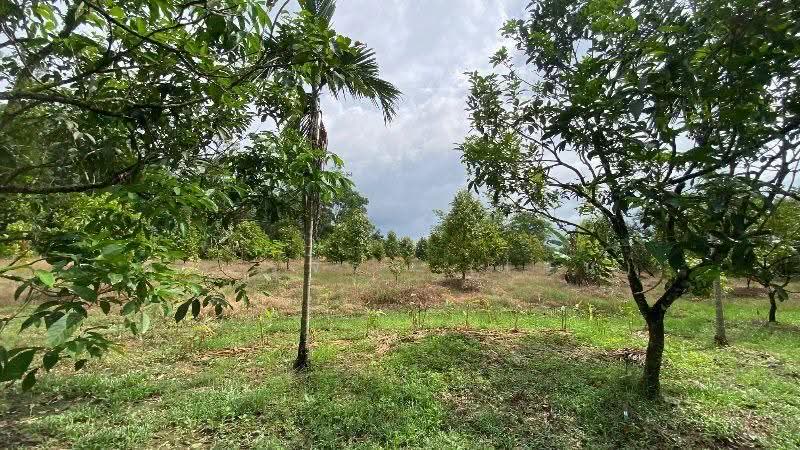 สวนทุเรียน วังแซ้ม จันทบุรี, จันทบุรี, วังแซ้ม, มะขาม, จันทบุรี, 11,440 ตร.ม., ที่ดิน ขาย, โดย คุณ รุจิรา (เจน), 500526085 - DDproperty.com