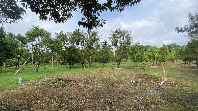 สวนทุเรียน วังแซ้ม จันทบุรี, จันทบุรี, วังแซ้ม, มะขาม, จันทบุรี, 11,440 ตร.ม., ที่ดิน ขาย, โดย คุณ รุจิรา (เจน), 500526085 - DDproperty.com