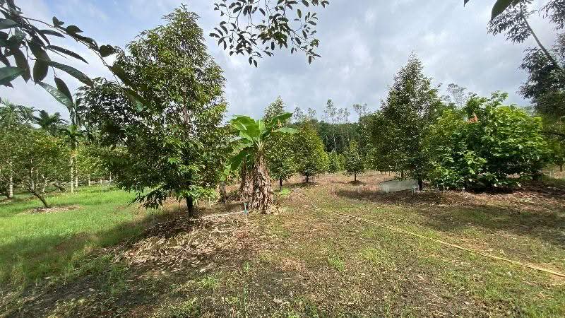 สวนทุเรียน วังแซ้ม จันทบุรี, Chanthaburi, วังแซ้ม, Wang Saem, Makham, Chanthaburi, , 11,440 sqm, Land For Sale, by คุณ รุจิรา (เจน), 500526085 - DDproperty.com