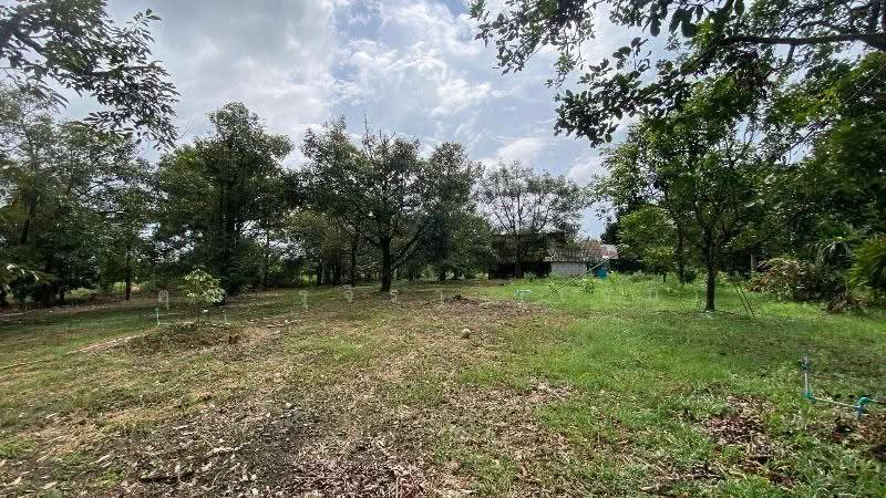 สวนทุเรียน วังแซ้ม จันทบุรี, Chanthaburi, วังแซ้ม, Wang Saem, Makham, Chanthaburi, , 11,440 sqm, Land For Sale, by คุณ รุจิรา (เจน), 500526085 - DDproperty.com