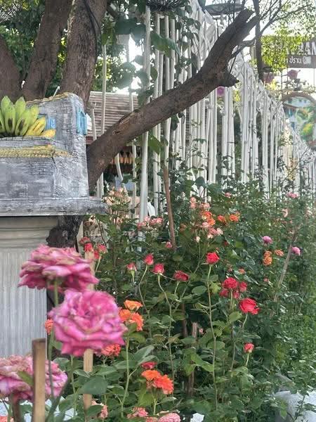 NaNa Pran, Chiang Mai, Fa Ham, Muang Chiang Mai, Chiang Mai, , 200 sqm, Business For Rent, by คุณ ปิ่นอนงค์, 500526819 - DDproperty.com