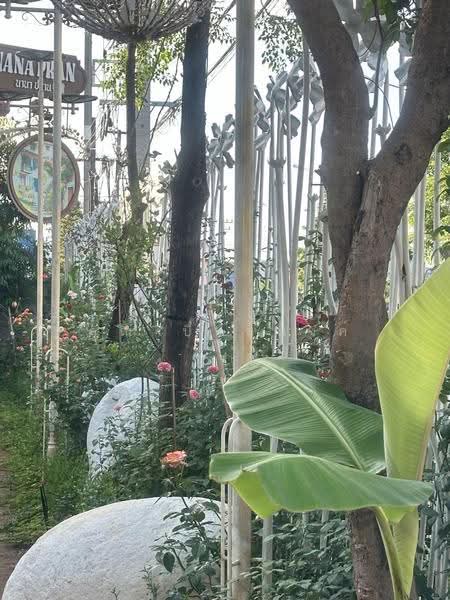 NaNa Pran, เชียงใหม่, ฟ้าฮ่าม, เมืองเชียงใหม่, เชียงใหม่, 200 ตร.ม., บ้านเดี่ยว ให้เช่า, โดย คุณ ปิ่นอนงค์, 500527031 - DDproperty.com