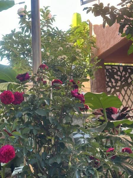 NaNa Pran, Chiang Mai, Fa Ham, Muang Chiang Mai, Chiang Mai, 1 Bedroom, 200 sqm, Single Detached House For Rent, by คุณ ปิ่นอนงค์, 500527031 - DDproperty.com